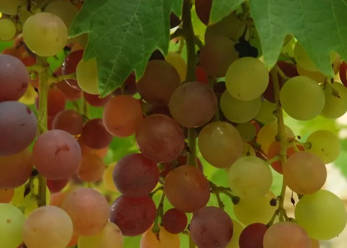 Le Balcon Des Jasses Bed & Breakfast 4*